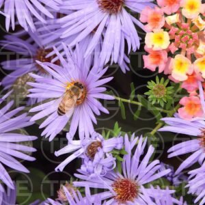 Lavender Landing