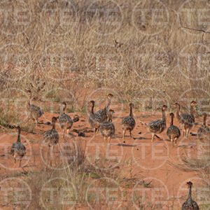 The Ostrich Parade