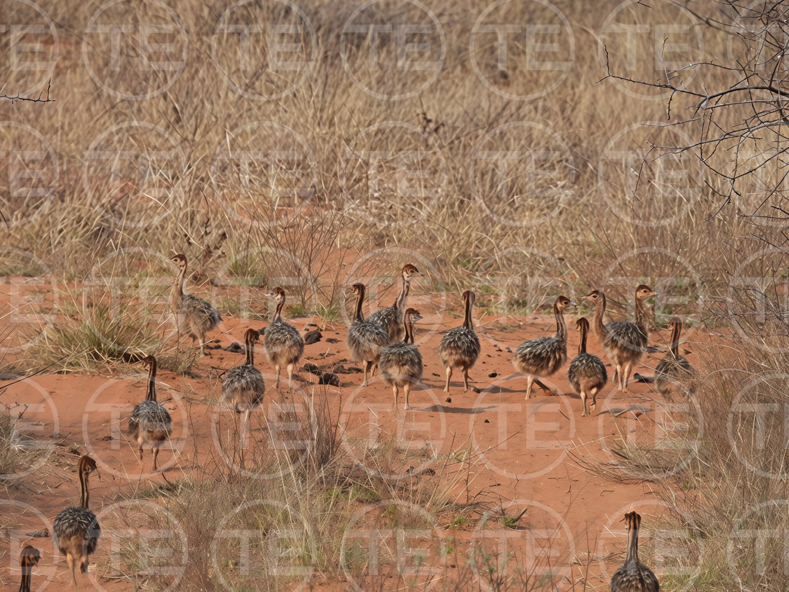 The Ostrich Parade