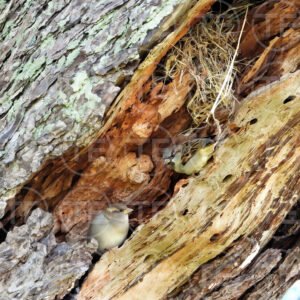 Nesting in The Bark