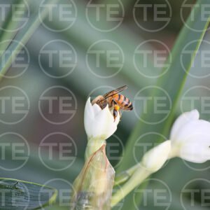 Busy in Bloom