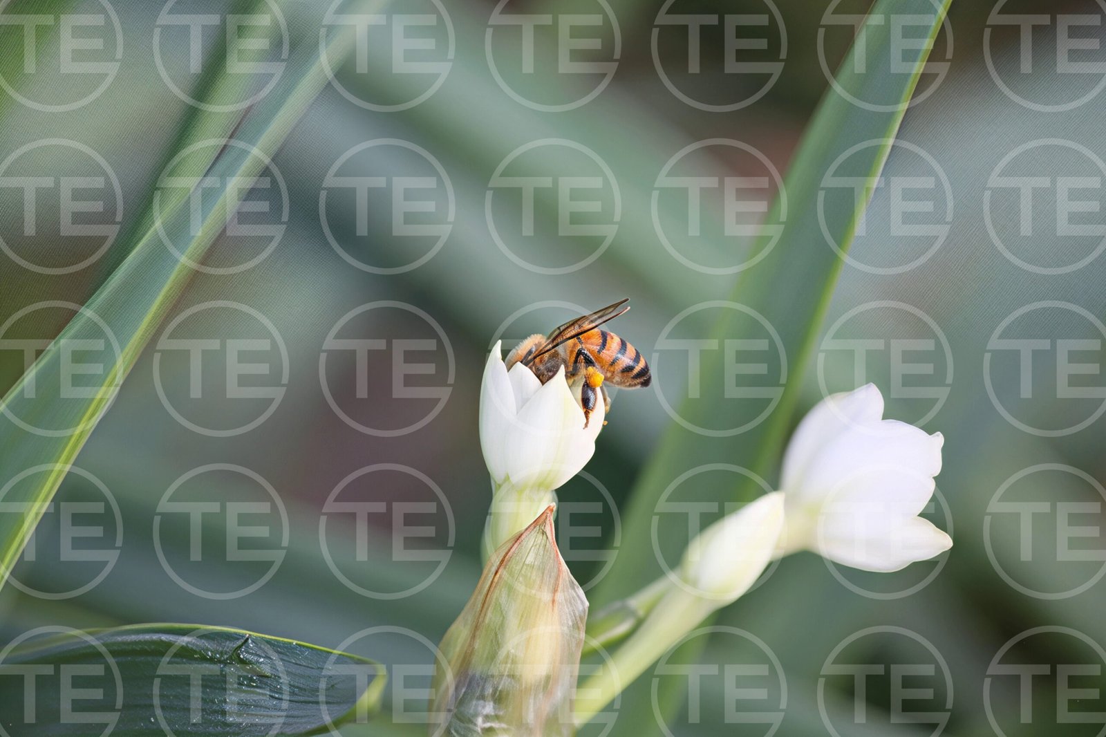 Busy in Bloom