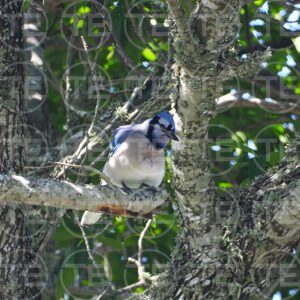Gentle Jay