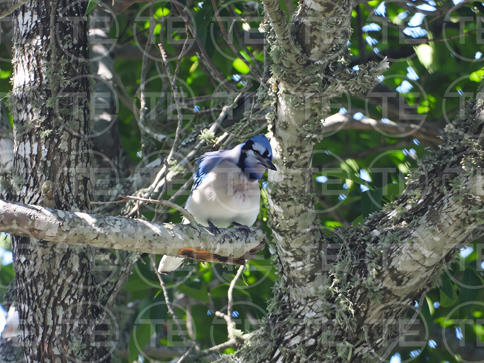 Gentle Jay