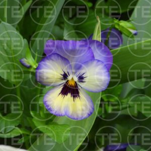Violet Whimsy
