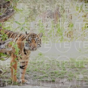 Eyes Of the Tiger