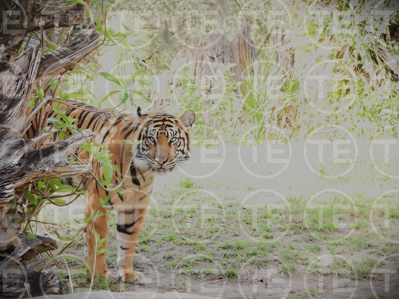 Eyes Of the Tiger