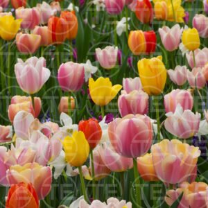 Painted By Spring