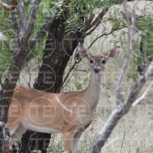 Watchful Doe