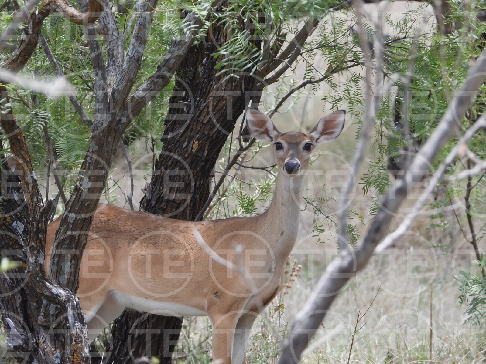 Watchful Doe