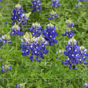 Blue Bonnet Bliss