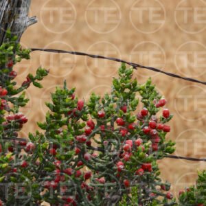 Desert Berries