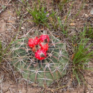 Desert Crown