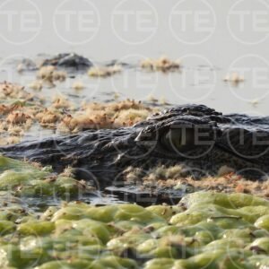 Eye of the River