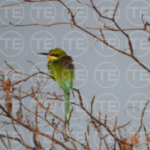 Jewel of the Branches