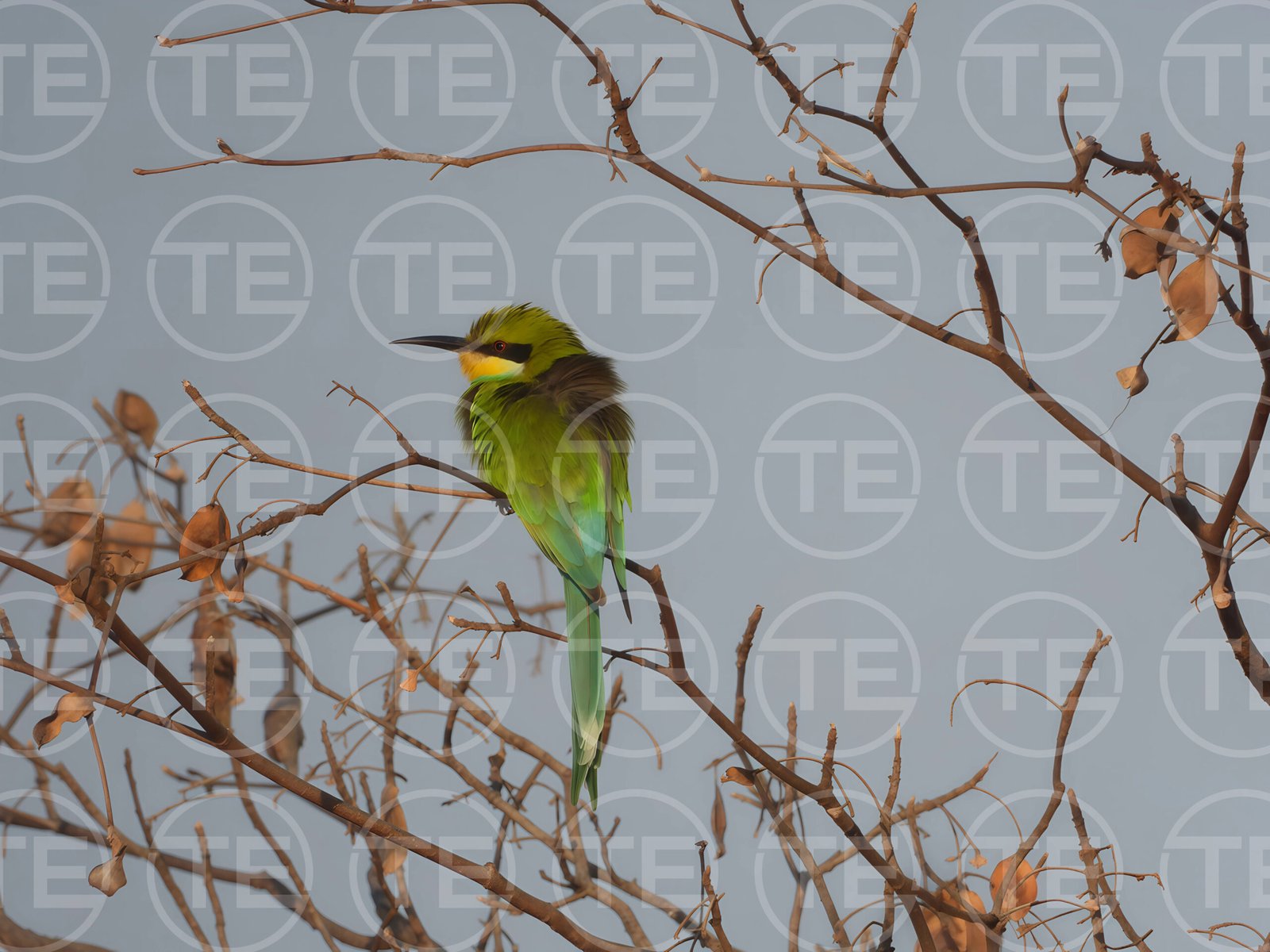 Jewel of the Branches
