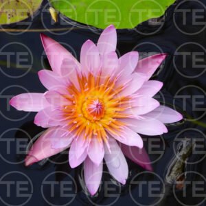 Flowers Radiance