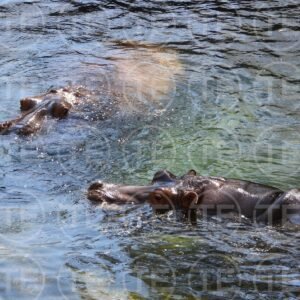 River Giants