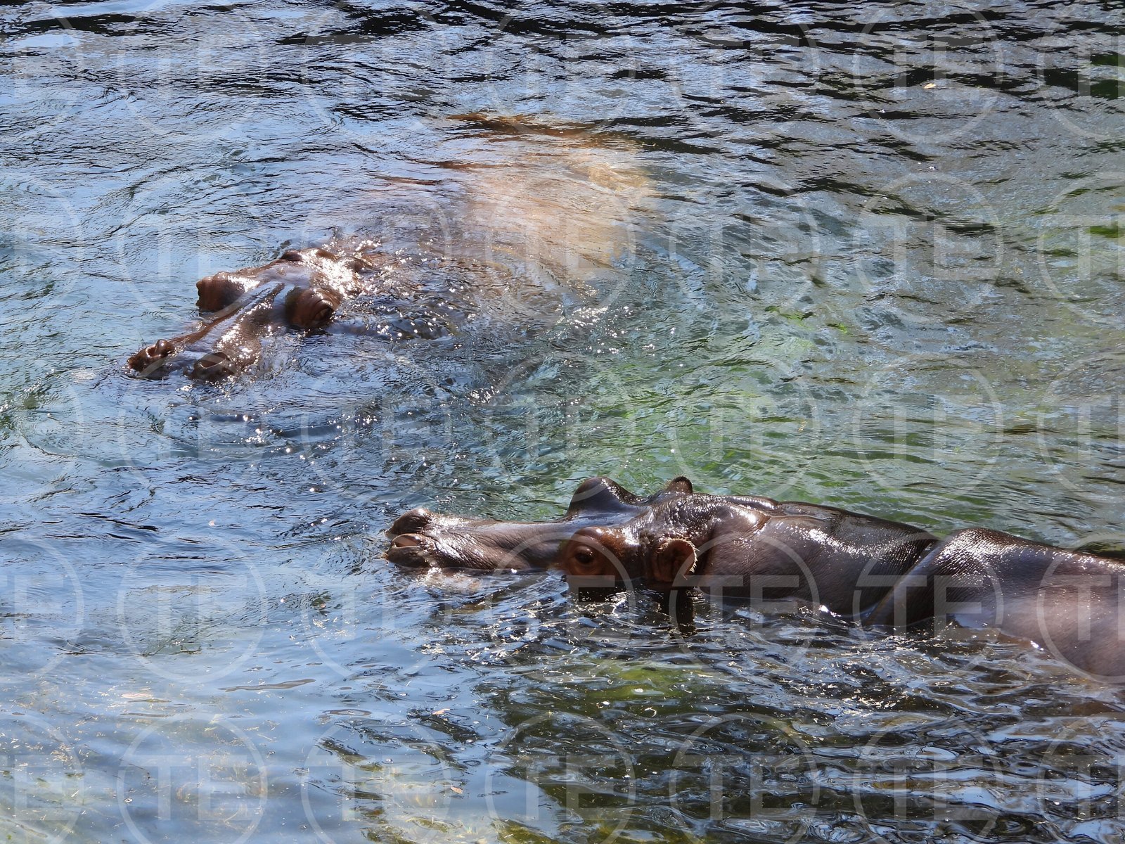 River Giants