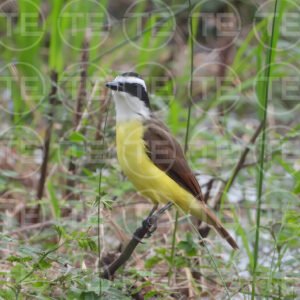 Perch of the Kiskadee