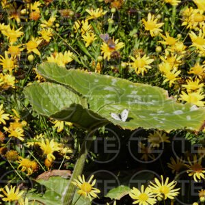 Butterfly Paradise View