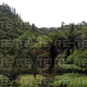 Valley of Ferns