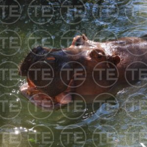 Hippo Grin