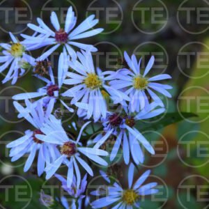 Wild Aster Waltz