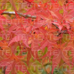 Autumn Embers
