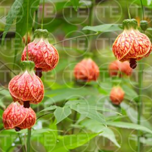 Garden Lanterns