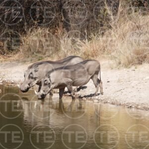 Water Hole Pact