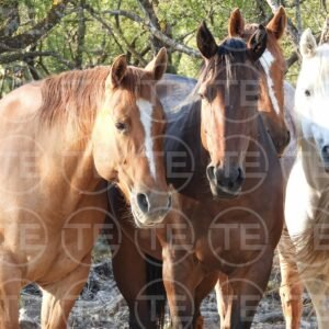 Wild Hearts Together