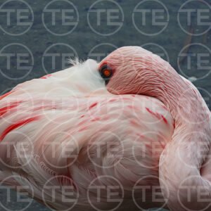 Flamingo Dreams