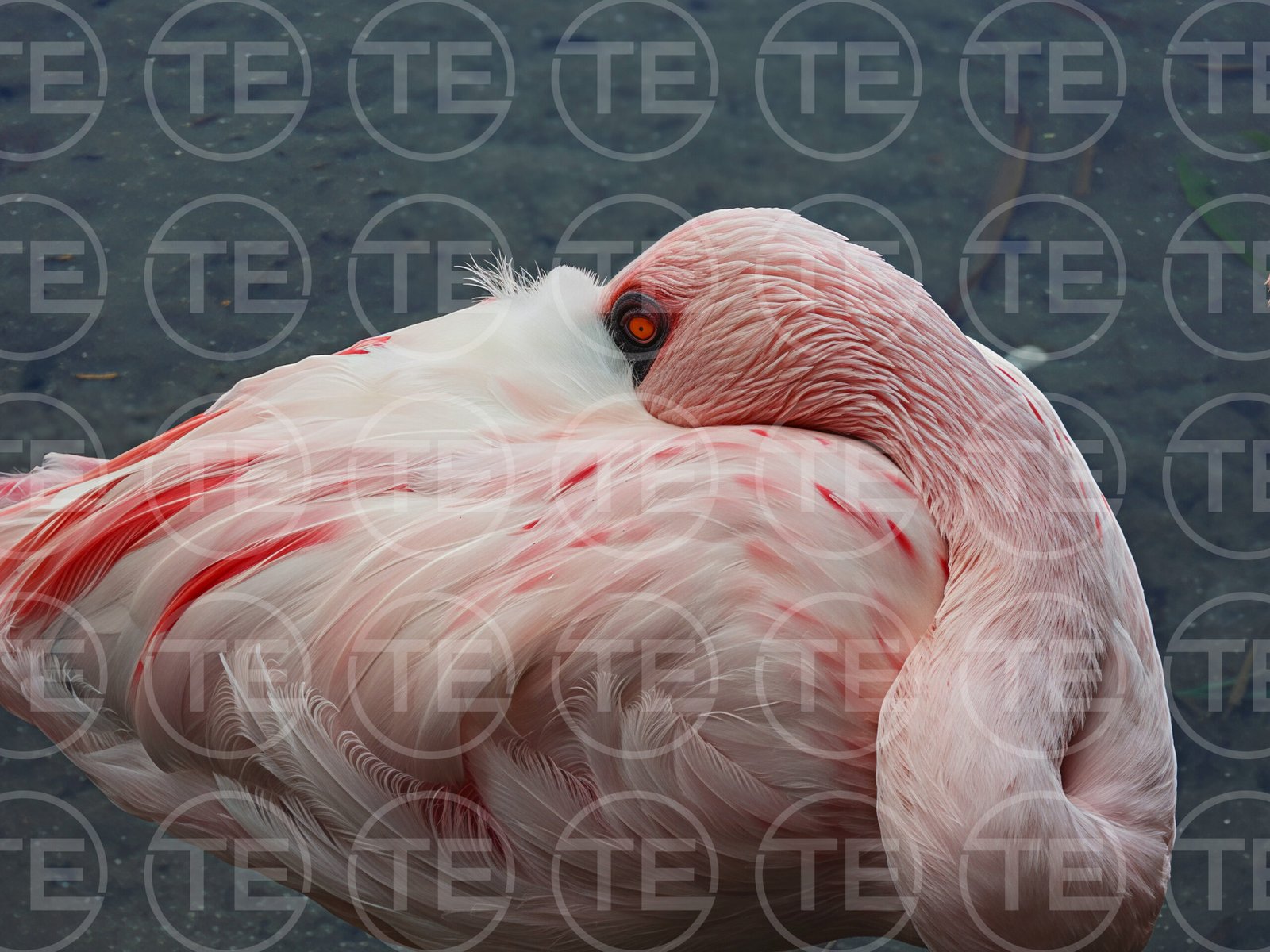 Flamingo Dreams