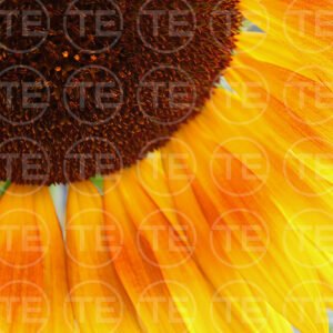 Heart of the Sun