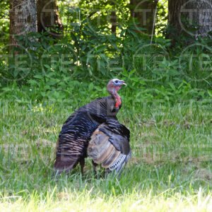Woodland Strutter