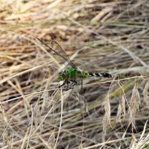 Glimmer in the Grass