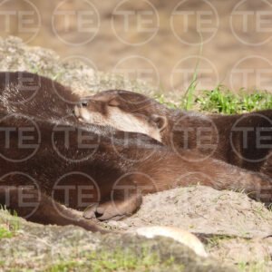 Otterly Peaceful