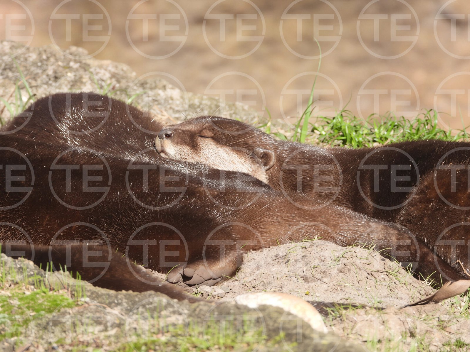 Otterly Peaceful
