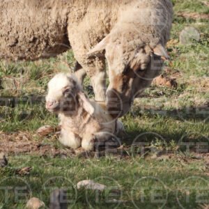 Spring's New Arrival