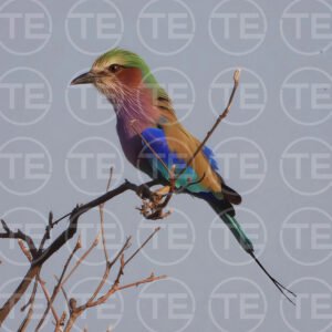 Safari Rainbow