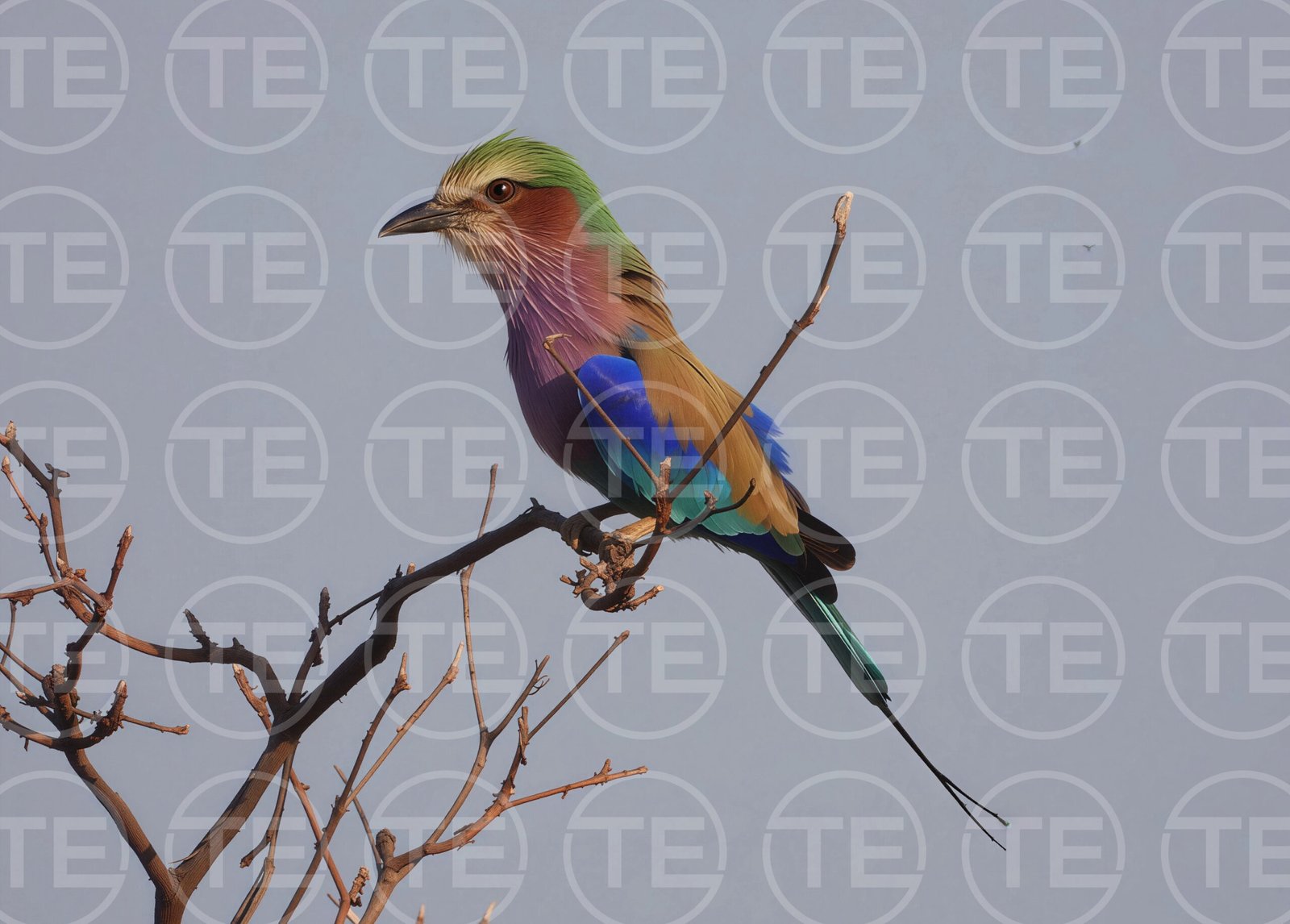Safari Rainbow