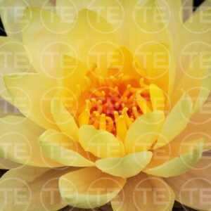 Glided Petals