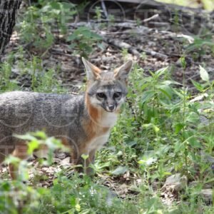 Quiet As a Fox