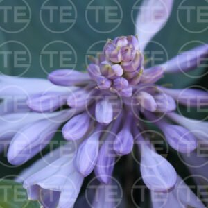 Lilac Dream