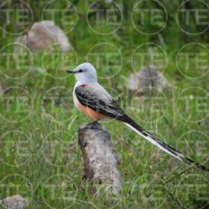 Prarie Scissortail