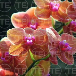 Orchid Glow