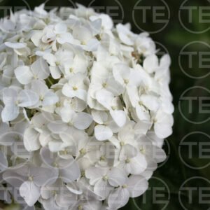 Hydrangea Hush