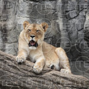 Queen of The Rocks