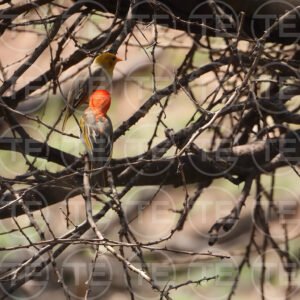 Perched Together